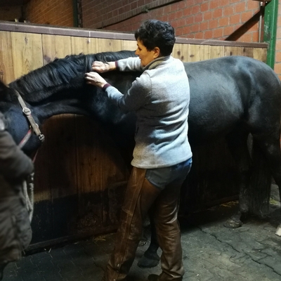 Behandlung Massage Pferdeosteopathie